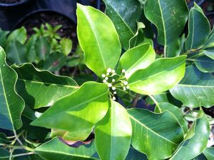 Ilex pedunculosa, male longstalk holly, smooth spineless glossy dark green evergreen leaves on a cold-hardy holly