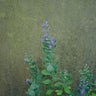 Vitex rotundifolia trailing shrub with blue summer flowers