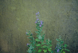 Vitex rotundifolia, beach vitex, trailing coastal groundcover with blue summer flowers