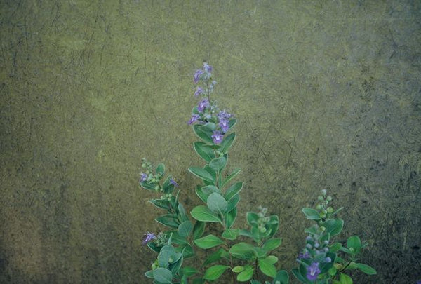 Vitex rotundifolia