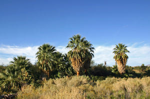 Washingtonia filifera, California fan palm, fan-shaped fronds and skirted trunk