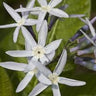 Amsonia ludoviciana, Louisiana bluestar, clusters of pale sky-blue star-shaped flowers on upright leafy stems.