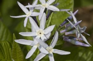 Amsonia ludoviciana