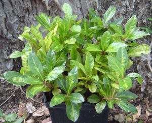Ardisia japonica 'Hinode', variegated marlberry, glossy leaves with a gold center band and red berries