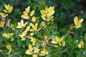 Ilex vomitoria 'Gold Top' yaupon holly, a compact evergreen with bright golden-green new growth and red winter berries.