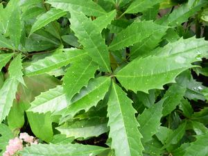 Aucuba chinensis, Chinese aucuba, broad leathery dark green leaves flecked with yellow