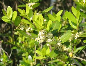 Ilex vomitoria male yaupon holly, a dense evergreen shrub with small glossy leaves, grown as a pollinator for female yaupons.
