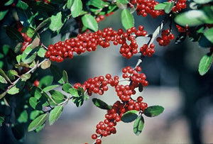 Ilex vomitoria 'Hoskins Shadow' yaupon holly, a dense cold-hardy evergreen with large dark green leaves and scarlet berries.