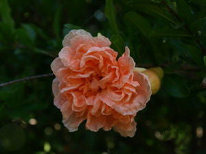 Punica granatum 'Toyosho' flowering pomegranate with fully double peach-apricot carnation-like blooms