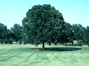 Quercus lyrata overcup oak with lyre-shaped lobed leaves and acorns nearly enclosed by their caps