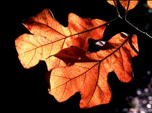 Quercus stellata post oak with thick, cross-shaped leathery leaves