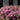 Rhododendron 'Koromo Shikibu', purple spider azalea, lavender strap-petaled spider flowers on an evergreen shrub.