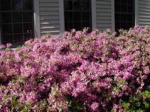 Rhododendron x 'Koromo Shikibu'