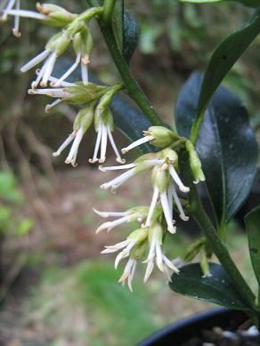 Sarcococca hookerana var. humilis
