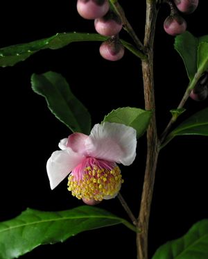 Camellia sinensis 'Rosea', pink-flowered tea plant, soft pink bloom with yellow stamens