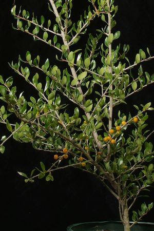 Ilex vomitoria 'Yawkey' yellow-berried yaupon holly, an upright evergreen with glossy leaves and rare amber-gold winter berries.