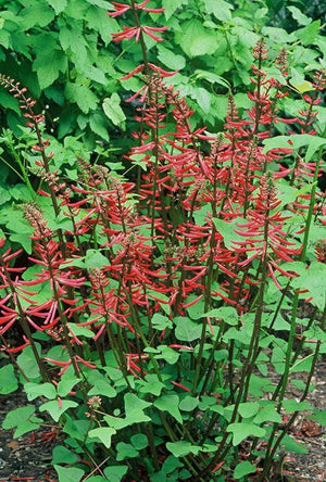Erythrina herbacea, coral bean, slender spire of scarlet tubular flowers.