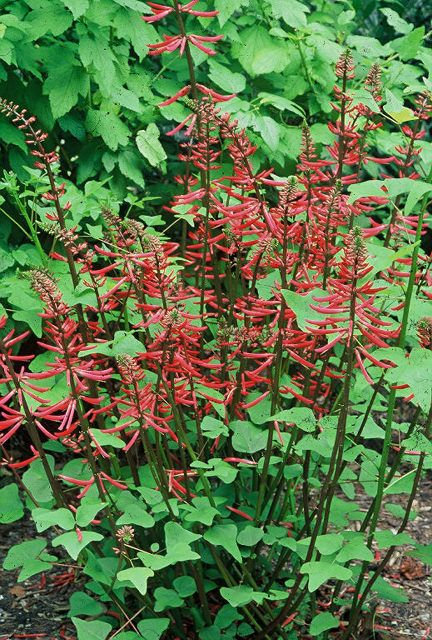 Erythrina herbacea (Coral Bean)