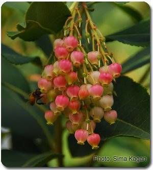 Arbutus x andrachnoides