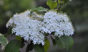 Viburnum prunifolium