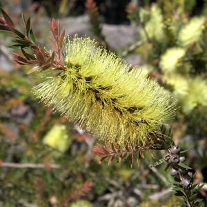 Callistemon viridiflorus (green bottlebrush), evergreen shrub with greenish-yellow bottlebrush flowers and short prickly leaves.