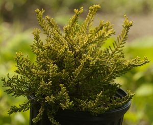 Calluna vulgaris 'Gold Haze' (golden Scotch heather), low evergreen shrub with bright gold foliage.