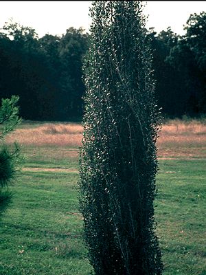 Ilex vomitoria (male) ‘Will Fleming’