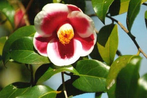 Camellia japonica 'Tama no ura', single bright red flower edged with white, picotee camellia