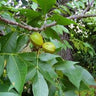 Carya ovata, shagbark hickory, shaggy peeling gray bark on the trunk of a native tree.