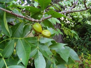 Carya ovata