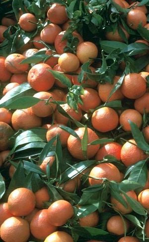 Calamandarin citrus, mandarin hybrid, small tangerine-like fruit on evergreen tree