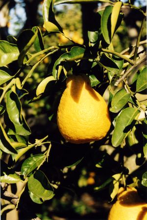 Citrus sulcata