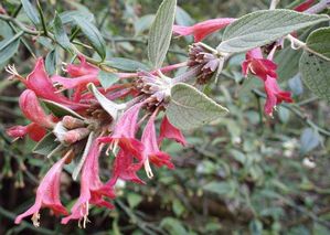 Colquhounia coccinea