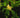 Illicium anisatum