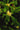 Illicium anisatum