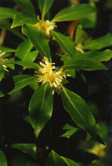 Illicium anisatum