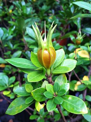 Gardenia 'Daruma', dwarf evergreen shrub with single white fragrant flower and glossy dark leaves