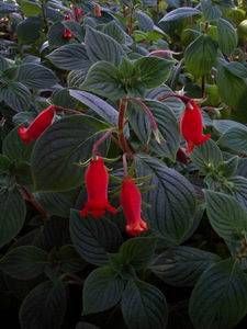 Seemannia nematanthodes