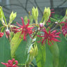 Illicium floridanum, Florida anise, deep maroon starfish-shaped flower among glossy evergreen leaves.