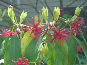 Illicium floridanum, Florida anise, deep maroon starfish-shaped flower among glossy evergreen leaves.