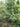 Ilex vomitoria "Dewerth (male)"