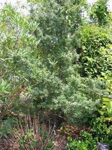 Ilex vomitoria 'Dewerth' male yaupon holly, a dense upright evergreen with small, narrow, glossy leaves on gray twigs.