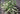 Itea virginica ‘Little Henry’