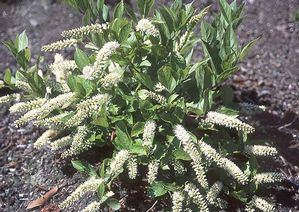 Itea virginica ‘Little Henry’