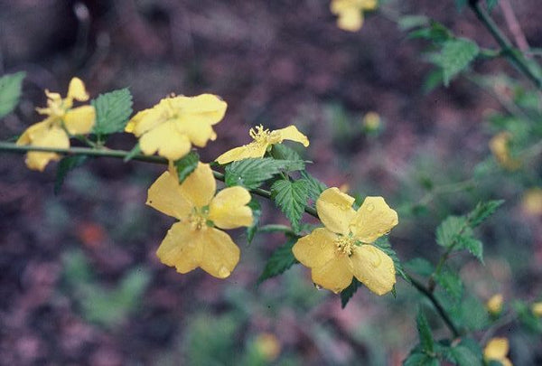 Kerria japonica 'Shannon'