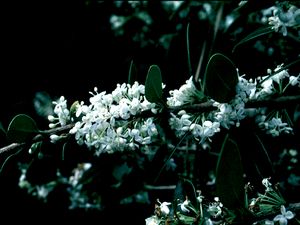 Osmanthus heterophyllus 'Gulftide', holly tea olive, glossy spiny dark green leaves and tiny white fall flowers.