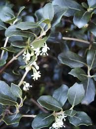 Osmanthus heterophyllus 'Rotundifolius'