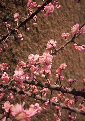 Prunus mume, Japanese flowering apricot, fragrant pink winter blossoms on bare branches.