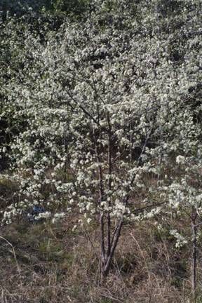 Prunus angustifolia, Chickasaw plum, white spring flowers on bare branches.
