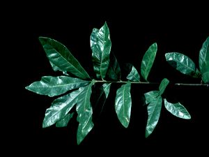 Quercus oglethorpensis